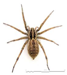 Hogna radiata (AF)-top 01.png