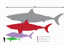 Drawing comparing sizes of megalodon, great white shark and a man, megalodon is 18 m long and great white 6 m.