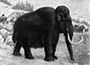 Woolly mammoth