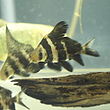 Myxocyprinus asiaticus by OpenCage.jpg