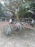 তালিপাম গাছ.jpg