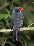 Slate-colored Grosbeak.jpg