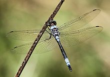 Zygonyx natalensis Blue Cascader 2013 04 07.jpg