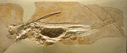 Ischyodus avitus.jpg