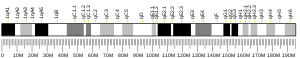Chromosome 1 (mouse)
