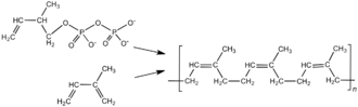 (1)trans-1,4-polyisoprene is called gutta-percha. (2)in natural rubber various chains are held together by weak Van Der Waal's interactions and has a coiled structure.so it can be stretched like a spring and exhibits elastic propeeties