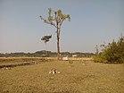 বন উজাড় করে গড়ে ওঠা আবাদি জমি.jpg
