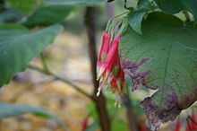 Fuchsia campii.jpg