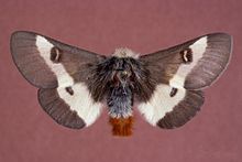 Hemileuca maia 0014195.jpg