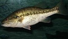 Largemouth bass fish underwater animal in natural habitat micropterus salmoides.jpg