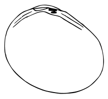 Pisidium subtruncatum.svg