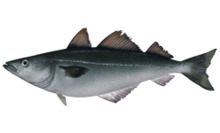 Pollachius virens.png