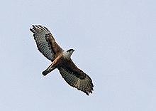 Rufous-bellied Eagle.jpg