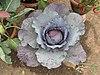 Cabbage - Indian Botanic Garden - Howrah 2012-01-29 1733.JPG