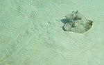 Lobatus gigas - queen conch - Bay of Pigs - Cuba.jpg