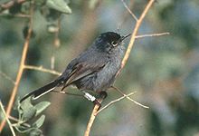 California Gnatcatcher.jpg
