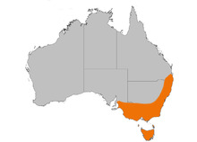 Flamerobin dist gnangarra.png