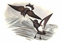 Fregetta tropica By John Gould.jpg