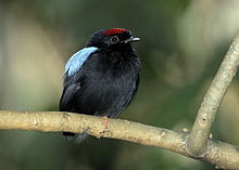 Prachtpipra (Chiroxiphia pareola) 02.jpg