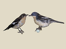 Southern Hyliota specimen RWD.jpg