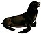 Zalophus californianus J. Smit (white background).jpg