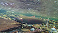 Coho Spawning on the Salmon River (16335495542).jpg