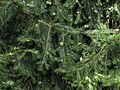 H20090725-1435--Torreya californica--RPBG (13726974834).jpg