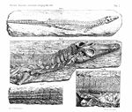Dyoplax holotype.jpg