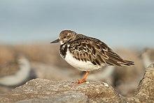 Ruddy Turnstone 2345 - Boat Harbour.jpg