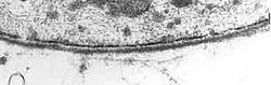 Basal lamina.jpg