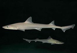 Mustelus canis SI.jpg