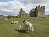 Sheep grazing in the grounds of Bewcastle - geograph.org.uk - 1874314.jpg