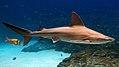 Sandbar shark (Carcharhinus plumbeus)