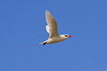 Red-tailed Tropicbird - Nosy Ve - Madagascar MG 1985 (15108469068).jpg