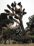 Yucca filifera Monaco.jpg