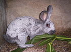 Lapin argenté.jpg