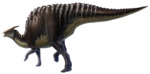Saurolophus angustirostris.png