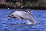 Tursiops aduncus, Port River, Adelaide, Australia - 2003.jpg