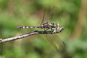 Long skimmer (Orthetrum trinacria) female.jpg