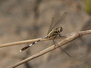Orthetrum sabina (4187624054).jpg