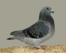 American show racer(blue chequer).jpg