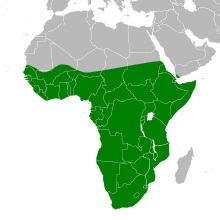 Ardea melanocephala map.svg