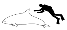 Atlantic white-sided dolphin size.svg