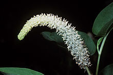 Saururus cernuus.jpg