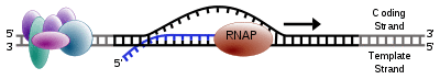 RNA polymerase moving along a stretch of DNA, leaving behind newly synthetized strand of RNA.
