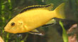 Electric Yellow Lab Cichlid.jpg