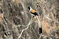 White-bellied Treepie.jpg