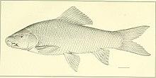 Annals of the Carnegie Museum (1917) (18225517030).jpg