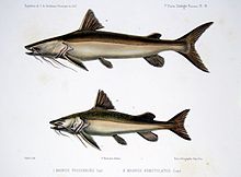 F de Castelnau-poissonsPl14.jpg