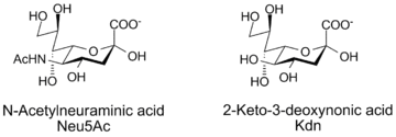 N-acetylneuraminic acid and Kdn, two sialic acids
